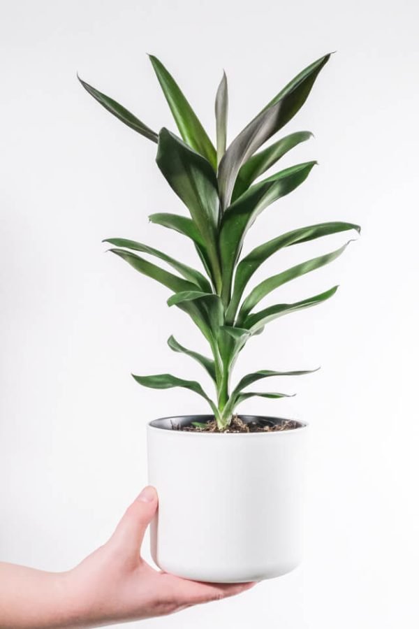 Dracaena Lisa – Bild 2